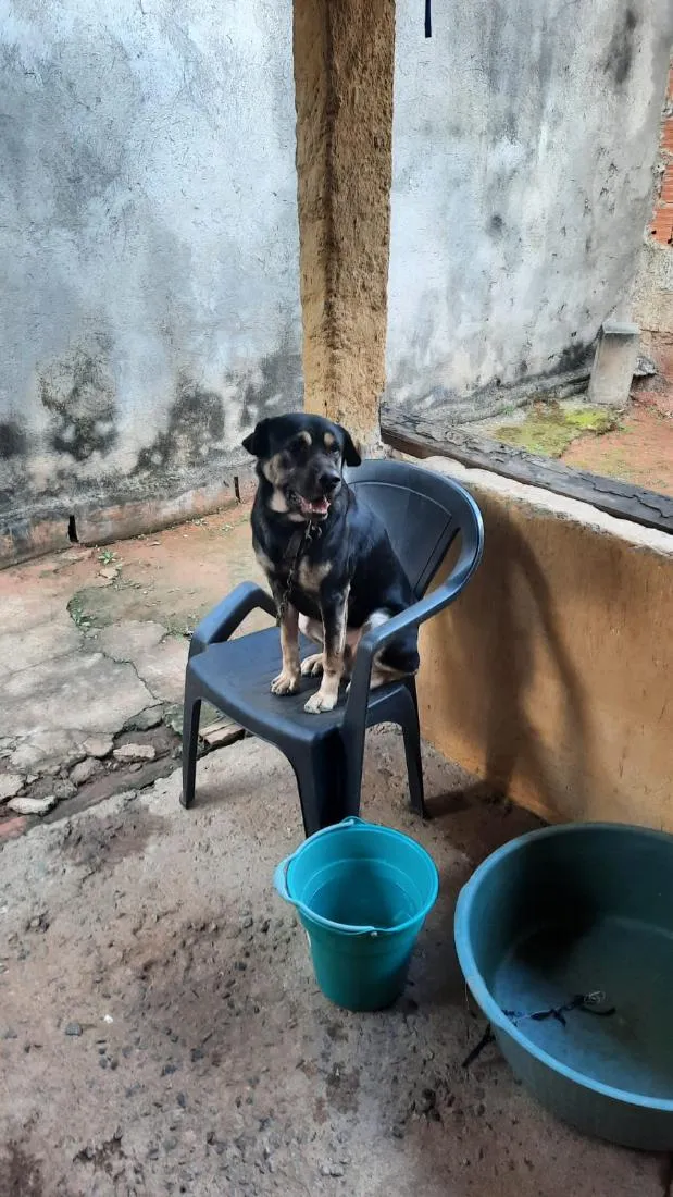 Cachorro raça SRD-ViraLata idade 2 anos nome Beethoven