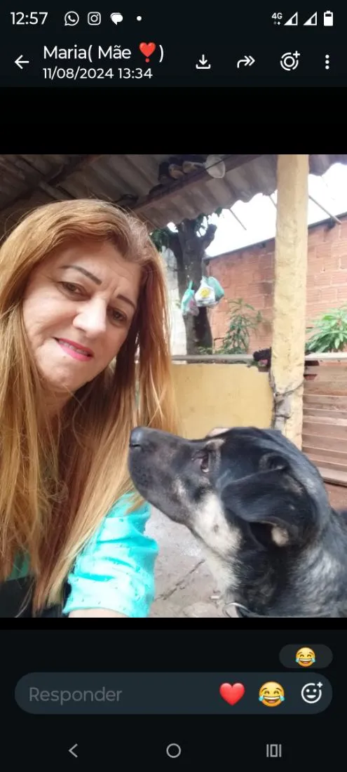 Cachorro raça SRD-ViraLata idade 2 anos nome Beethoven