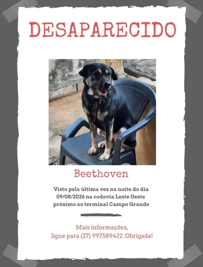 Cachorro raça SRD-ViraLata idade 2 anos nome Beethoven