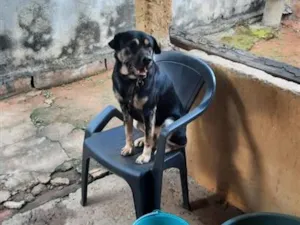 Cachorro raça SRD-ViraLata idade 2 anos nome Beethoven