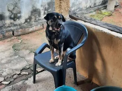Cachorro raça SRD-ViraLata idade 2 anos nome Beethoven