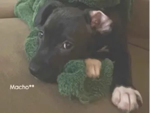 Cachorro raça SRD-ViraLata idade 2 a 6 meses nome Rayan