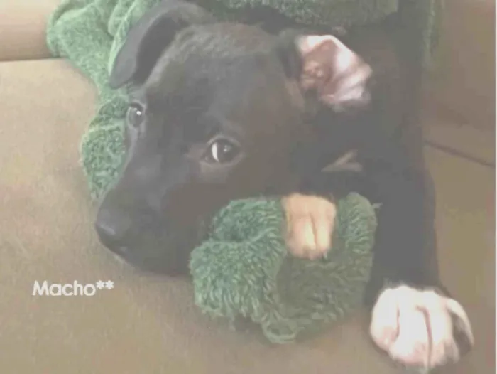 Cachorro raça SRD-ViraLata idade 2 a 6 meses nome Rayan
