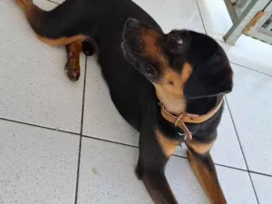 Cachorro raça SRD-ViraLata idade 2 anos nome nike 