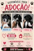 3 filhotes 