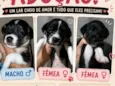 3 filhotes 