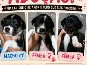 Cachorro raça SRD-ViraLata idade Abaixo de 2 meses nome 3 filhotes 
