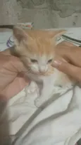 Melzinha 