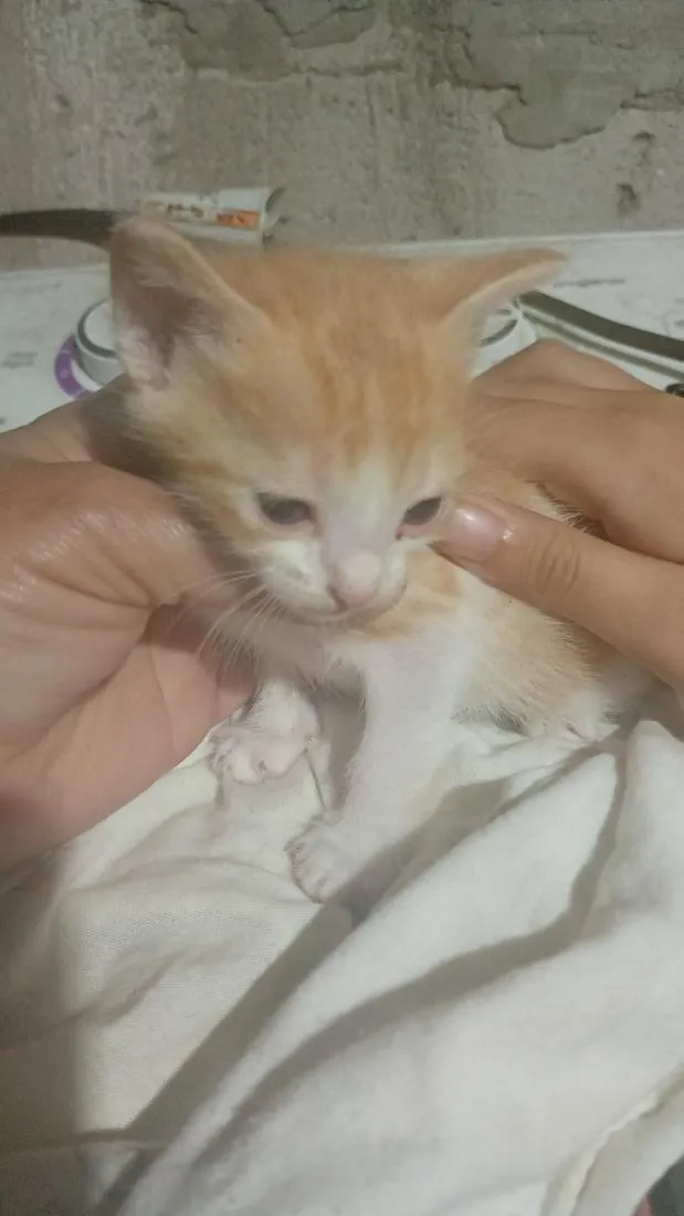 Gato raça SRD-ViraLata idade Abaixo de 2 meses nome Melzinha 