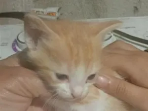 Gato raça SRD-ViraLata idade Abaixo de 2 meses nome Melzinha 
