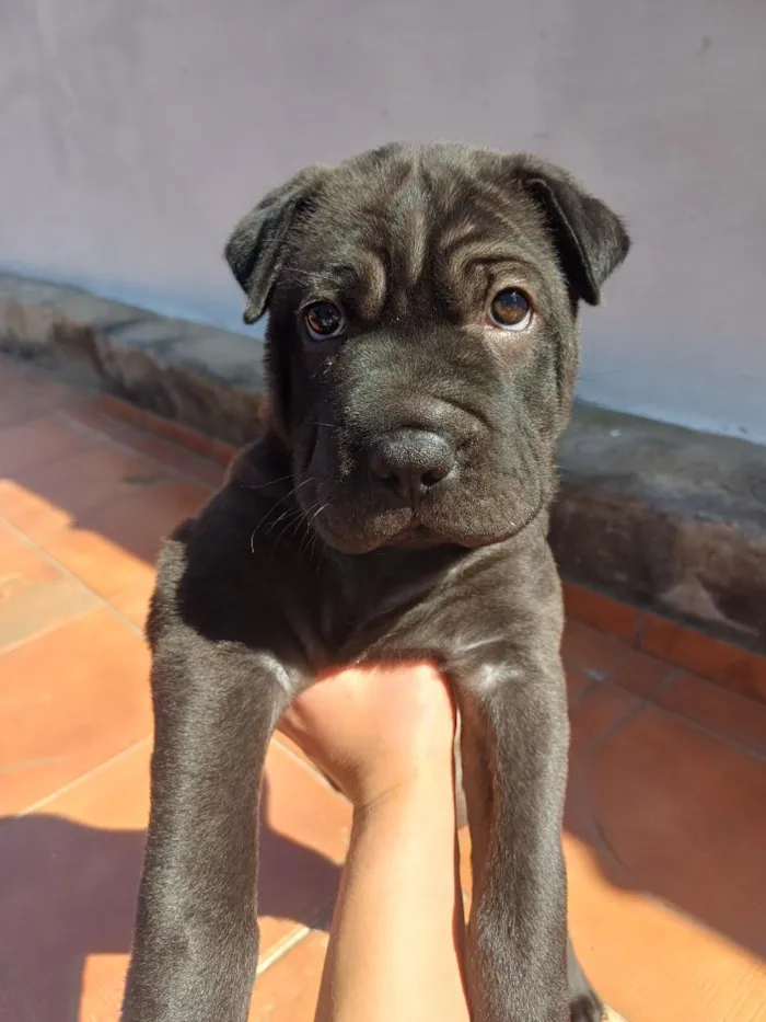 Cachorro raça Pit-Bull idade 2 a 6 meses nome SEM NOME