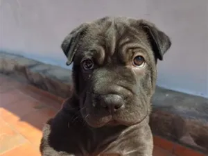 Cachorro raça Pit-Bull idade 2 a 6 meses nome SEM NOME