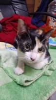 Mel