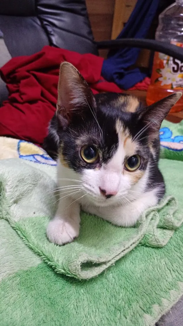 Gato raça SRD-ViraLata idade 7 a 11 meses nome Mel