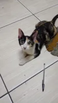 Mel