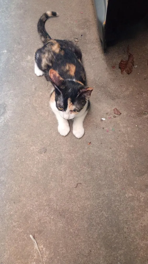Gato raça SRD-ViraLata idade 7 a 11 meses nome Mel