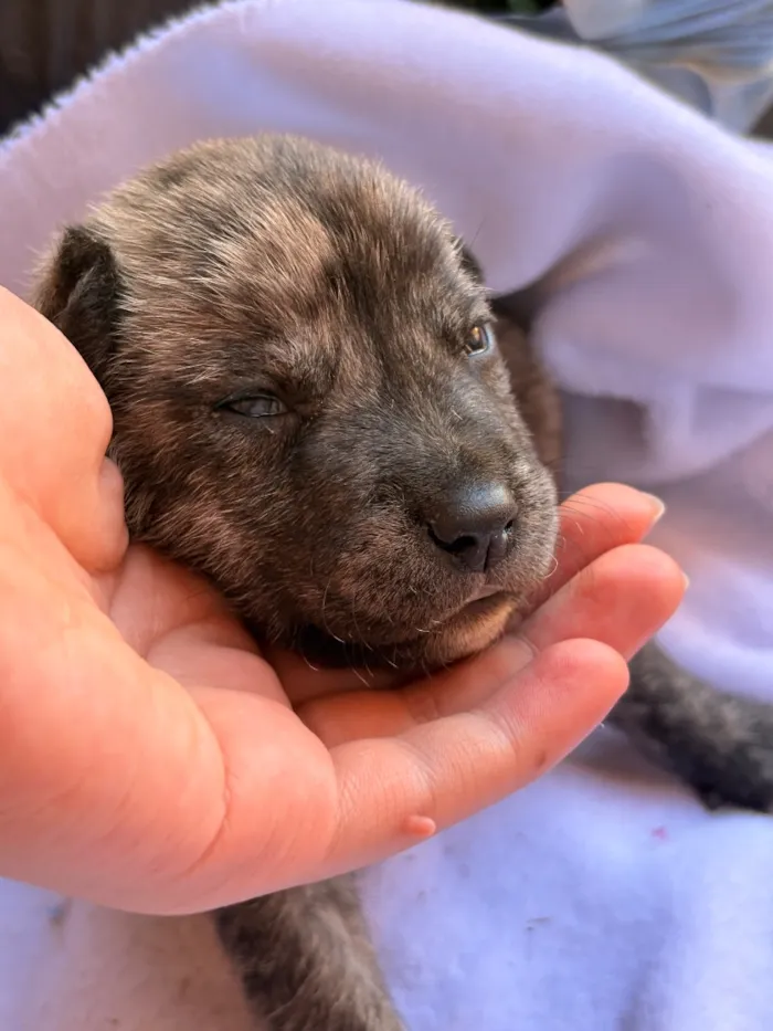 Cachorro raça SRD-ViraLata idade Abaixo de 2 meses nome Farofa