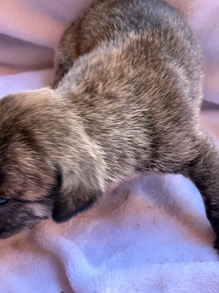 Cachorro raça SRD-ViraLata idade Abaixo de 2 meses nome Farofa