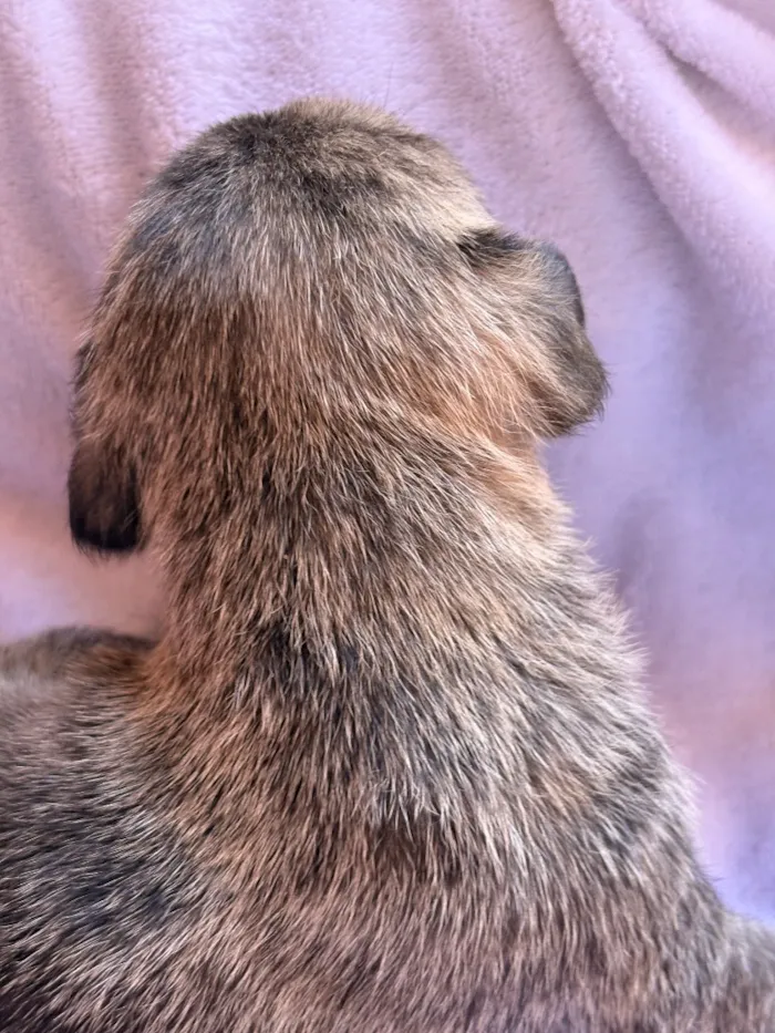 Cachorro raça SRD-ViraLata idade Abaixo de 2 meses nome Farofa