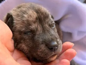 Cachorro raça SRD-ViraLata idade Abaixo de 2 meses nome Farofa