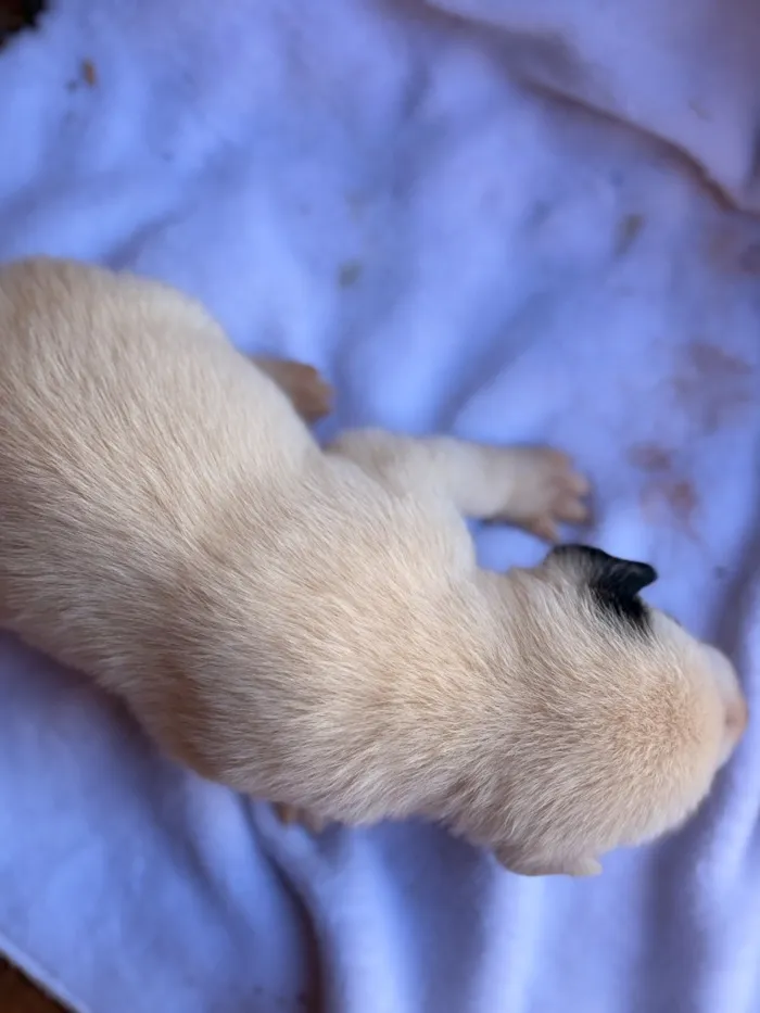 Cachorro raça SRD-ViraLata idade Abaixo de 2 meses nome Marley
