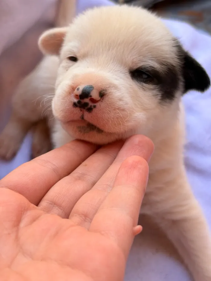 Cachorro raça SRD-ViraLata idade Abaixo de 2 meses nome Marley