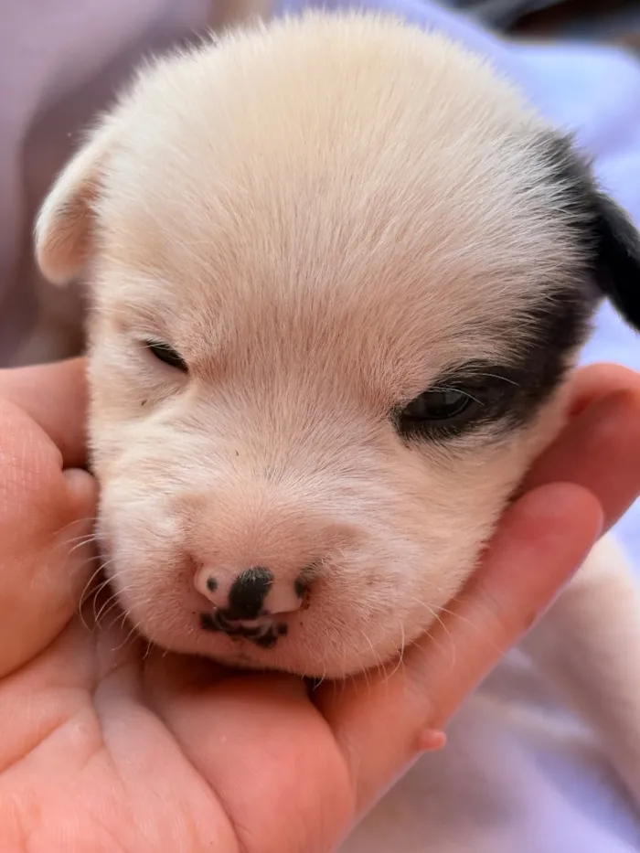 Cachorro raça SRD-ViraLata idade Abaixo de 2 meses nome Marley