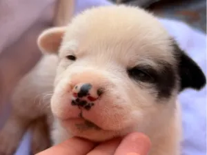 Cachorro raça SRD-ViraLata idade Abaixo de 2 meses nome Marley