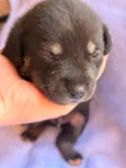 Tico