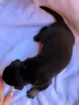 Tico