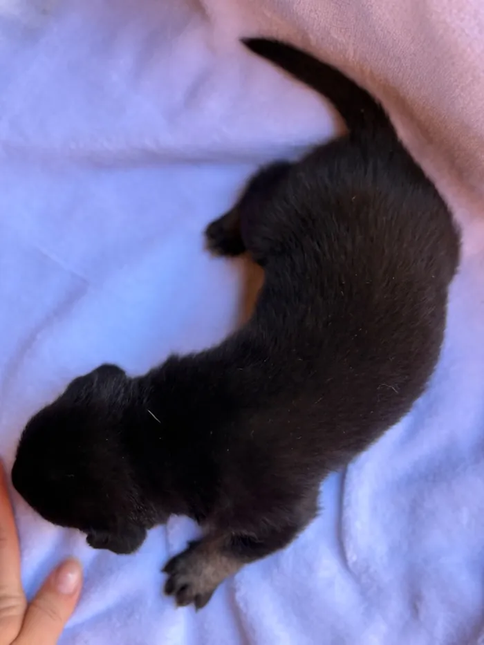 Cachorro raça SRD-ViraLata idade Abaixo de 2 meses nome Tico