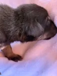 Tico