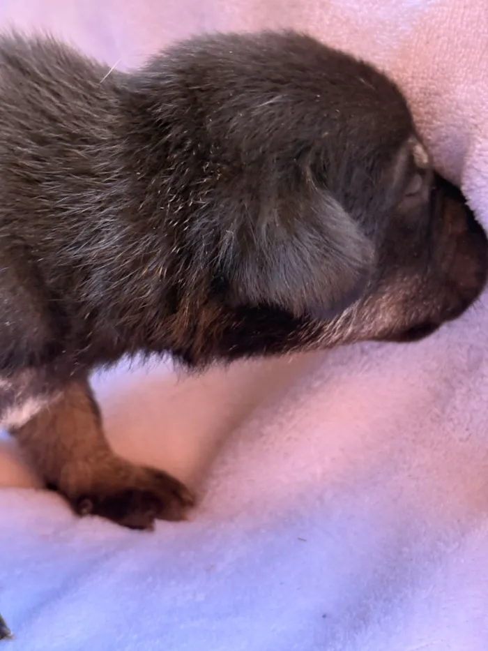 Cachorro raça SRD-ViraLata idade Abaixo de 2 meses nome Tico