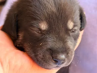 Cachorro raça SRD-ViraLata idade Abaixo de 2 meses nome Tico