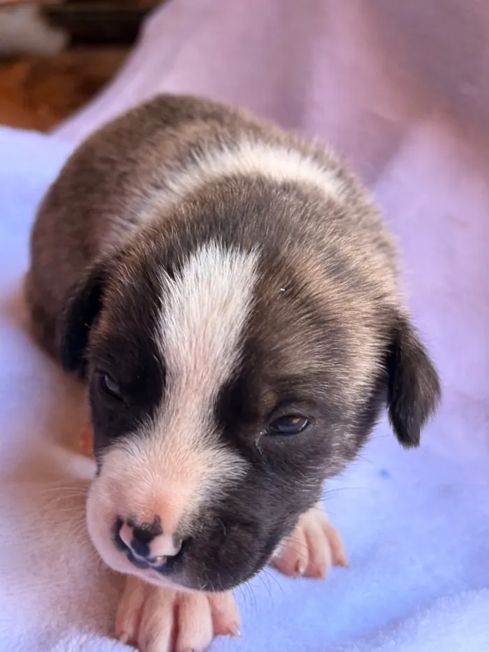 Cachorro raça SRD-ViraLata idade Abaixo de 2 meses nome Farofa