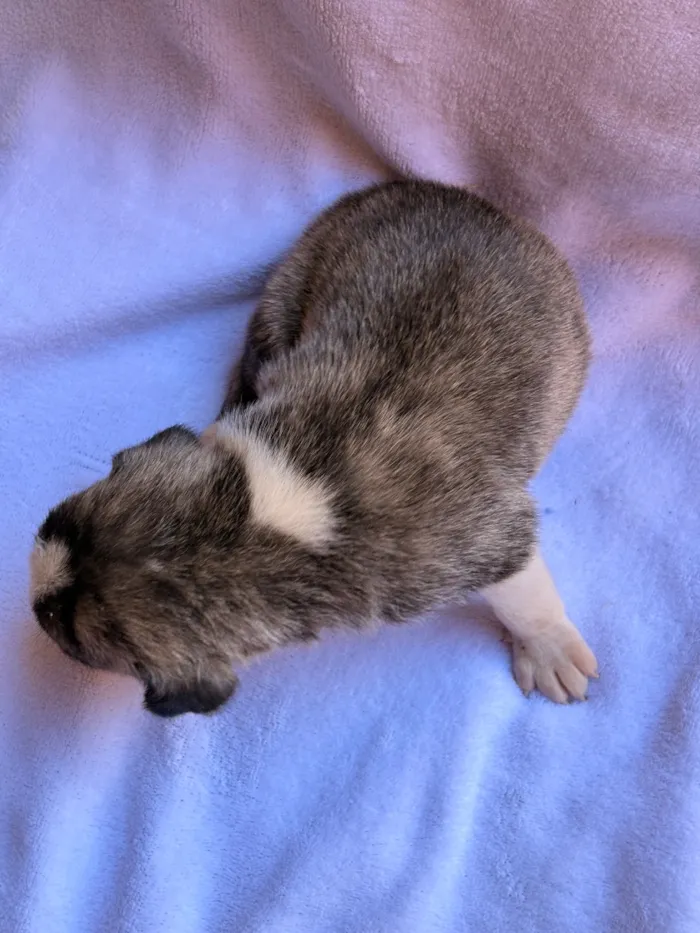 Cachorro raça SRD-ViraLata idade Abaixo de 2 meses nome Farofa