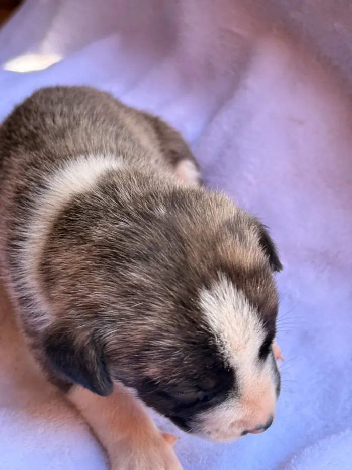 Cachorro raça SRD-ViraLata idade Abaixo de 2 meses nome Farofa