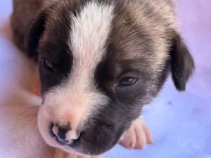Cachorro raça SRD-ViraLata idade Abaixo de 2 meses nome Farofa
