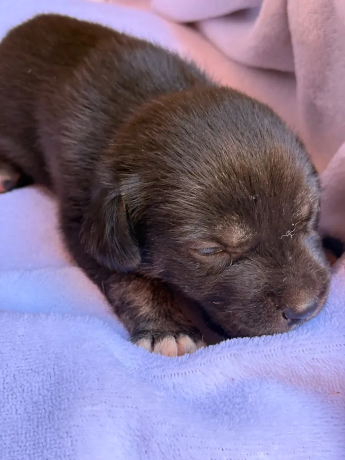 Cachorro raça SRD-ViraLata idade Abaixo de 2 meses nome Teco