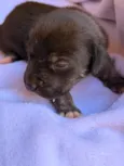Teco