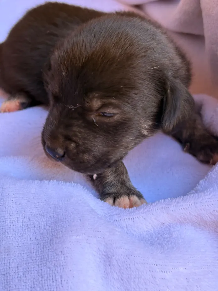 Cachorro raça SRD-ViraLata idade Abaixo de 2 meses nome Teco