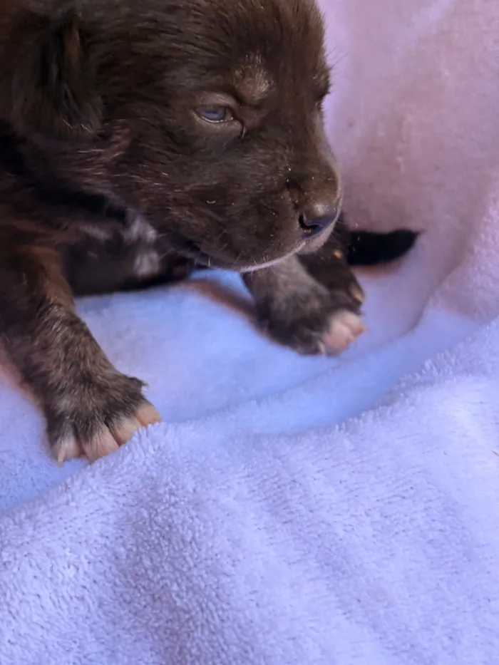 Cachorro raça SRD-ViraLata idade Abaixo de 2 meses nome Teco