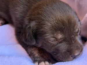Cachorro raça SRD-ViraLata idade Abaixo de 2 meses nome Teco