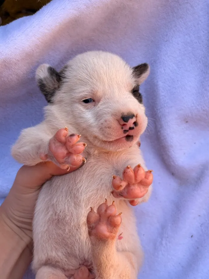 Cachorro raça SRD-ViraLata idade Abaixo de 2 meses nome Snoopy