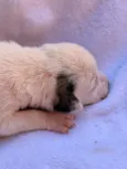 Snoopy