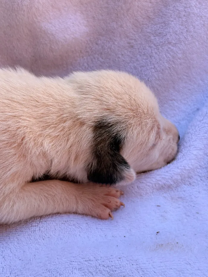 Cachorro raça SRD-ViraLata idade Abaixo de 2 meses nome Snoopy