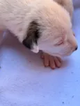 Snoopy