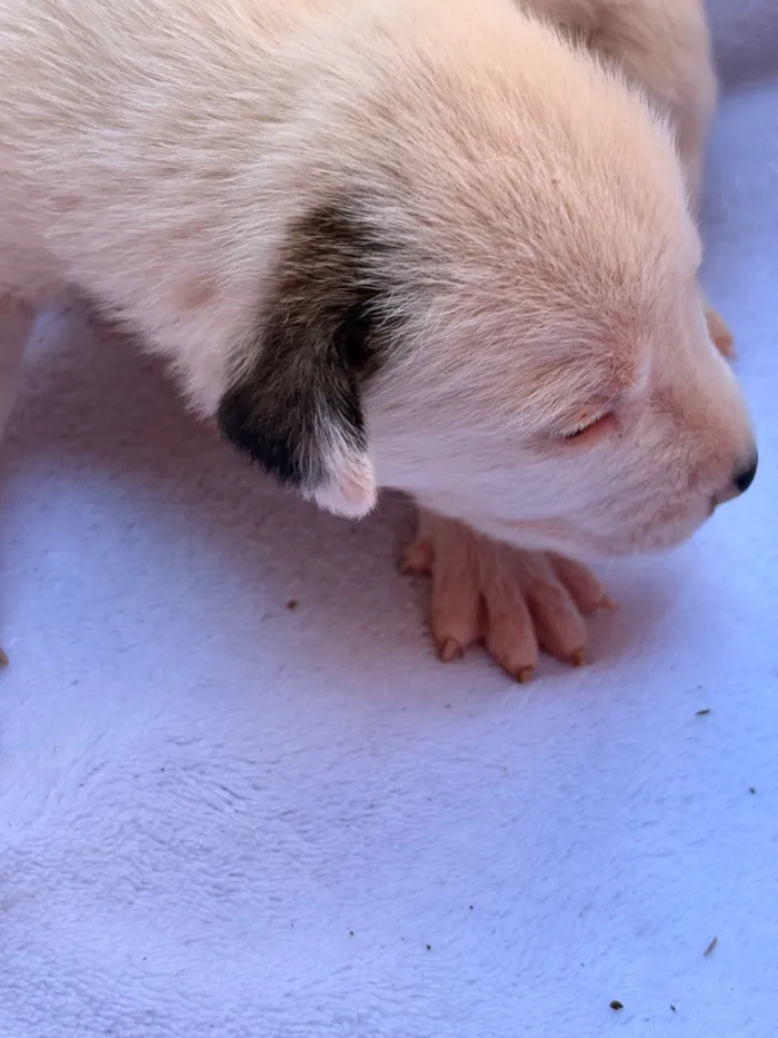 Cachorro raça SRD-ViraLata idade Abaixo de 2 meses nome Snoopy