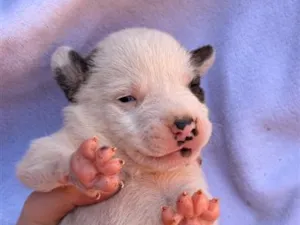 Cachorro raça SRD-ViraLata idade Abaixo de 2 meses nome Snoopy