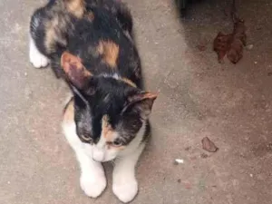 Gato raça SRD-ViraLata idade 7 a 11 meses nome Mel